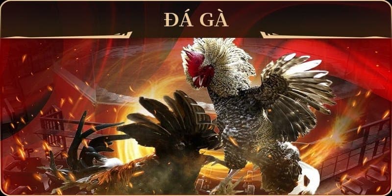 ⚔️ Đa dạng hình thức đấu gà trực tuyến