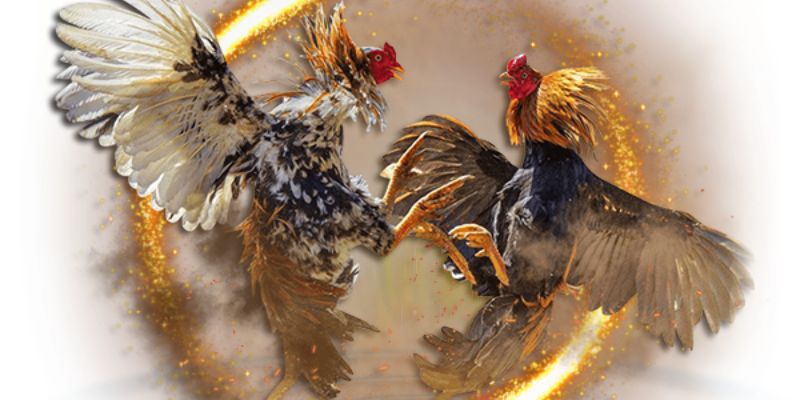 🐔 Loại hình đá gà Thomo nổi tiếng, uy tín