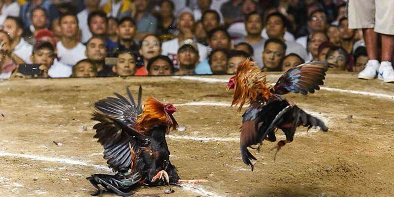 ⚖️ Ý nghĩa của việc nắm vững luật đá gà