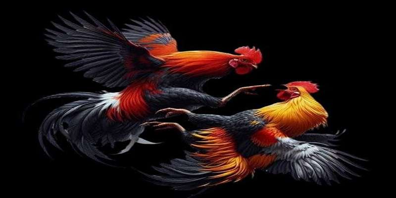 ⚙️ Những lối đá phổ biến trong luật đá gà