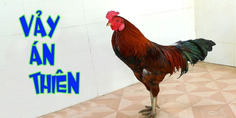 🐣 Tổng quan về đặc điểm và hình thái của vảy gà án thiên